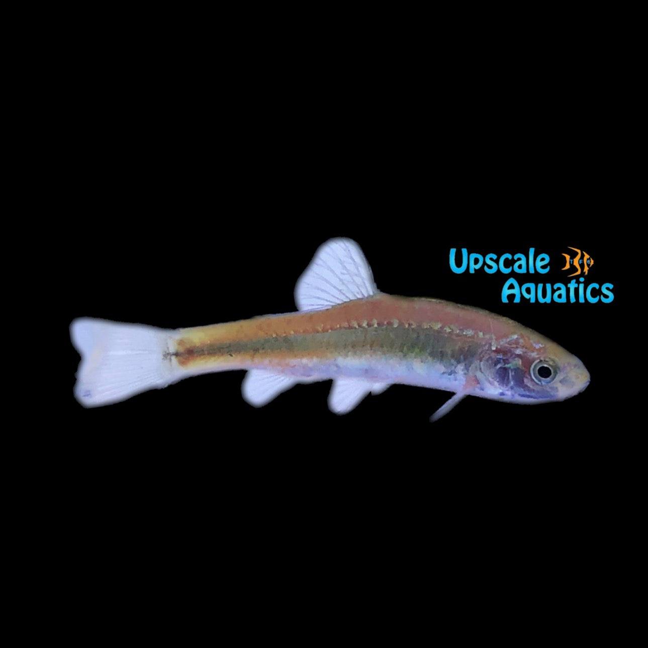 Chinese Rare Minnow (Gobiocypris rarus) – Upscale Aquatics