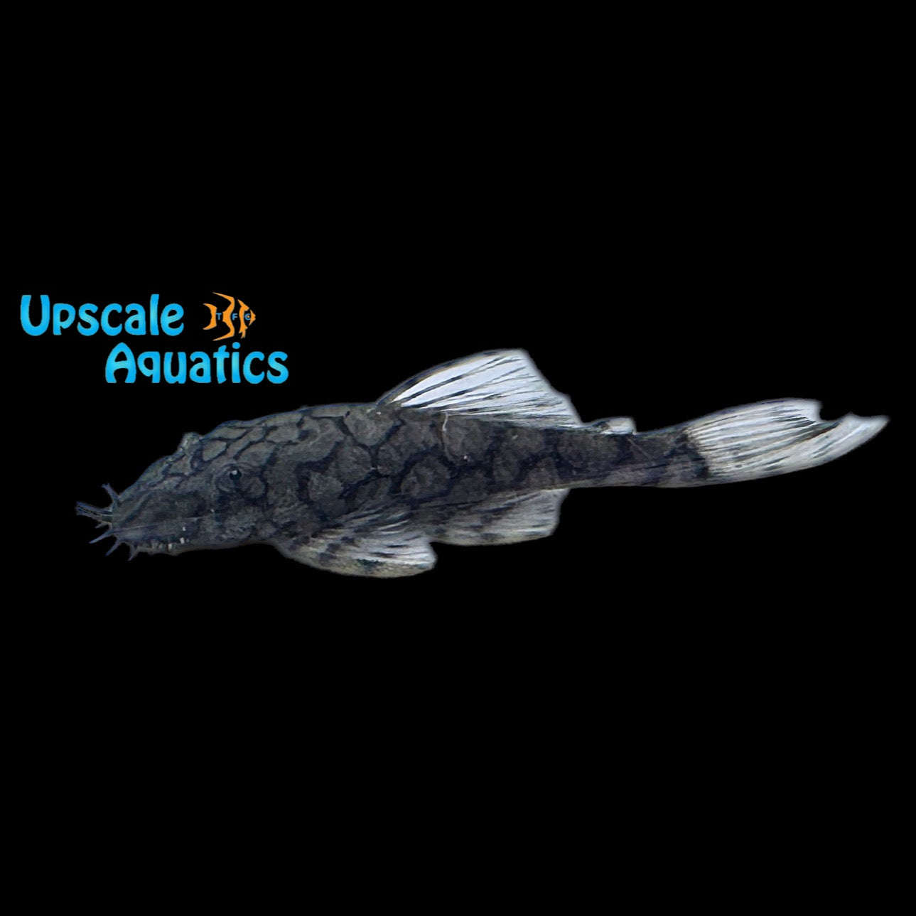 Honeycomb Bristlenose Pleco L519 'Rio Itenez' (Ancistrus sp. 'Rio Iten ...