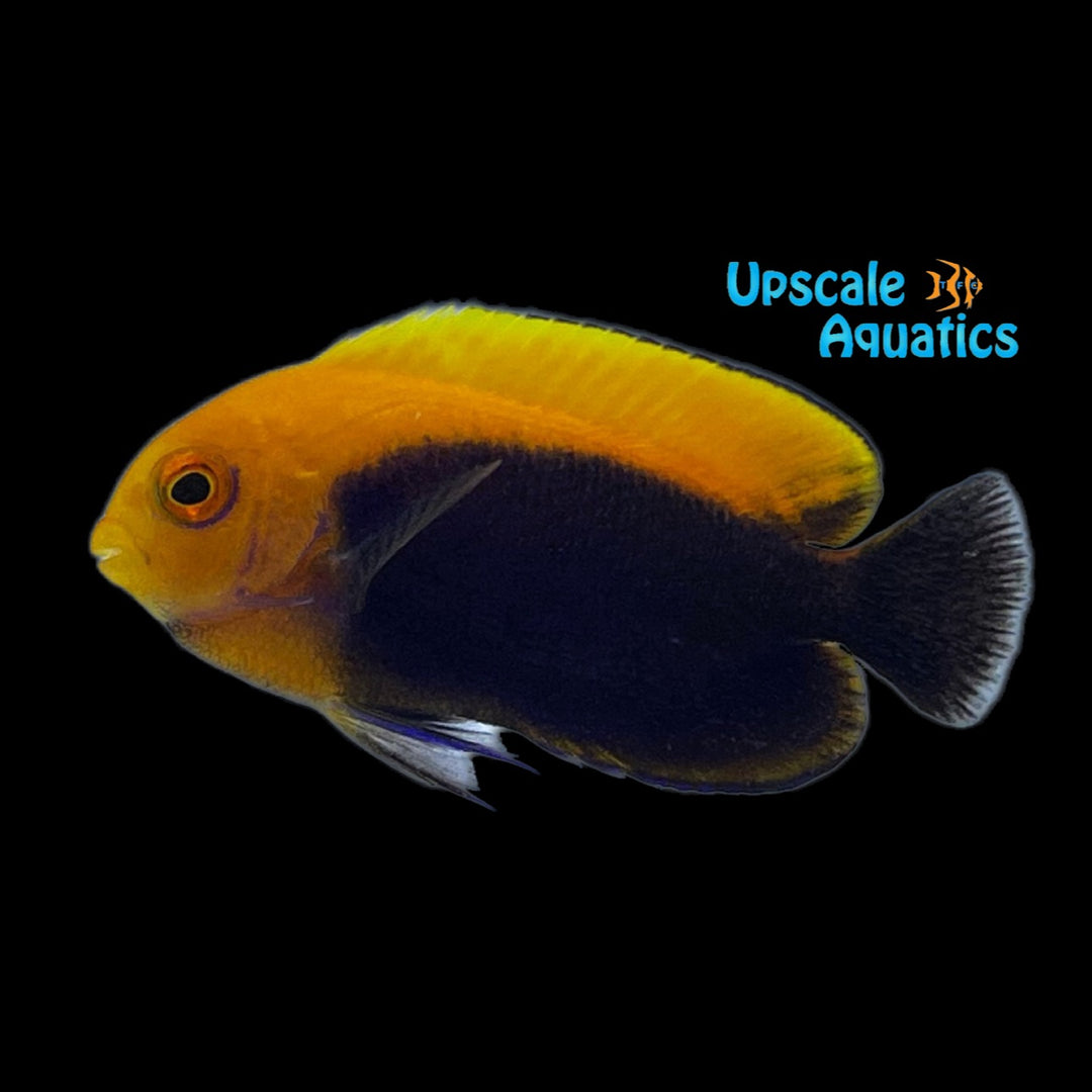 Fireball Angelfish (Centropyge aurantonotus)