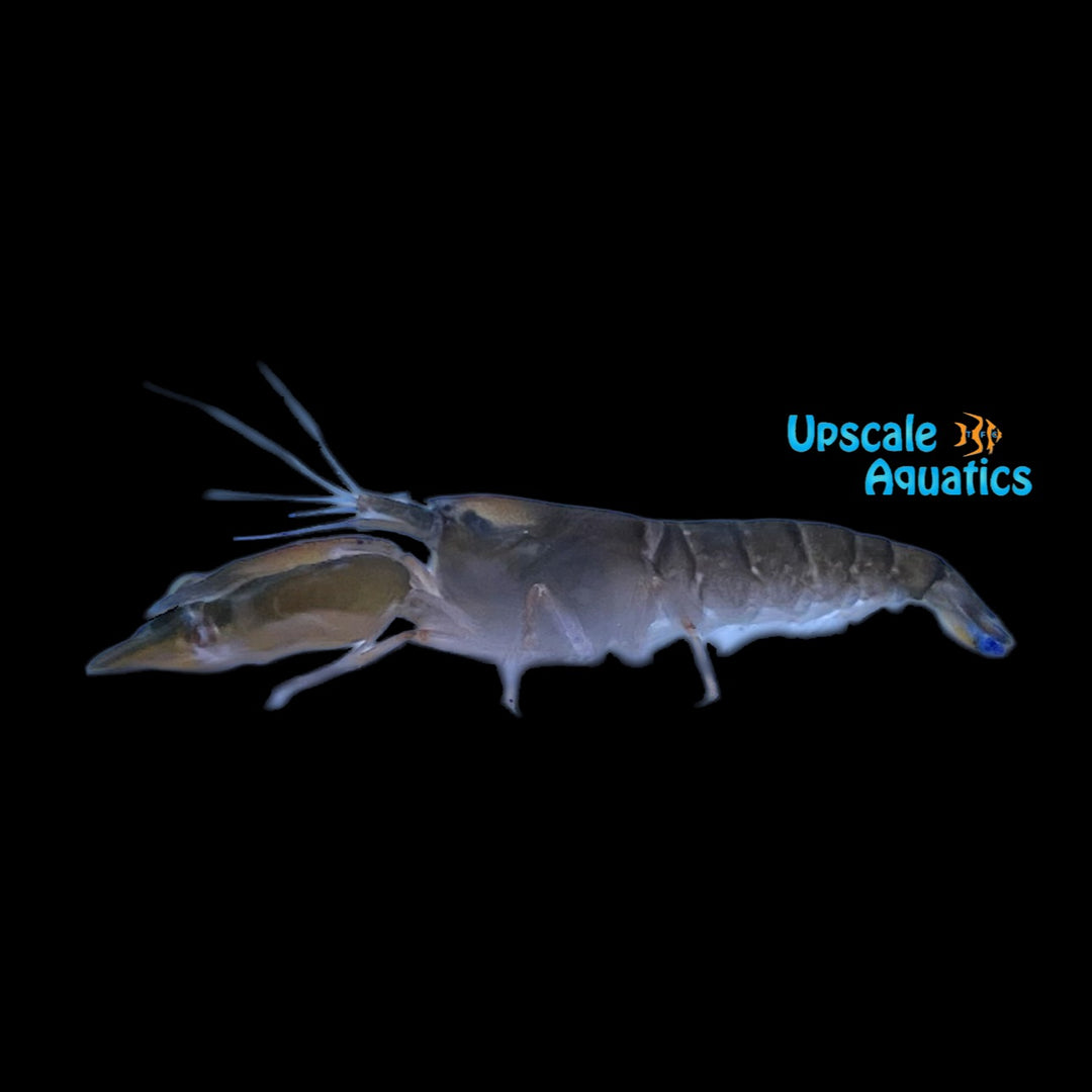 Freshwater Inverts – Upscale Aquatics