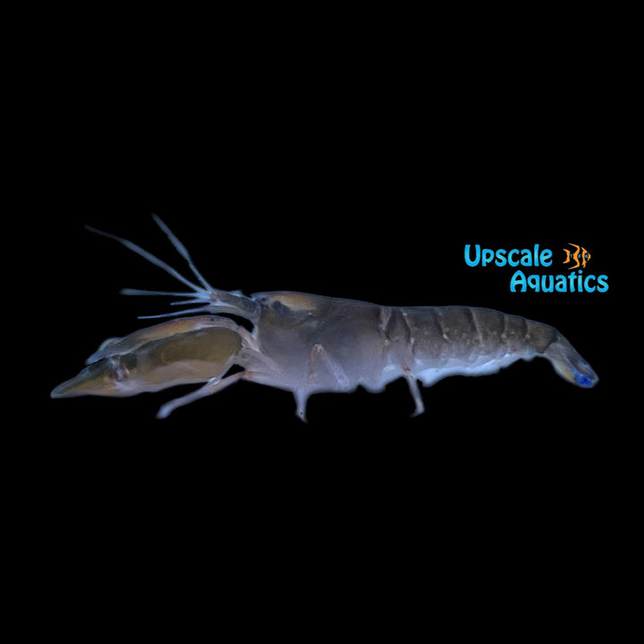 Freshwater Pistol Shrimp (Alphaeus cyanoteles)