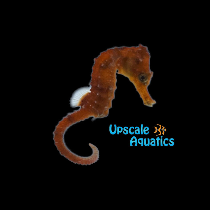 Orange Brazilian Longsnout Seahorse - Captive Bred (Hippocampus reidi)