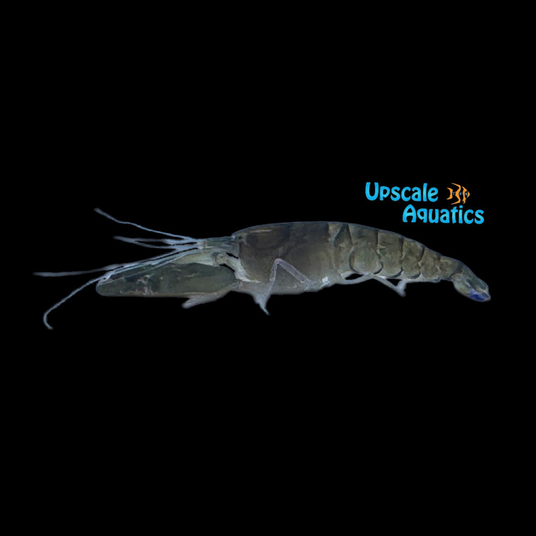 Freshwater Pistol Shrimp (Alphaeus cyanoteles)