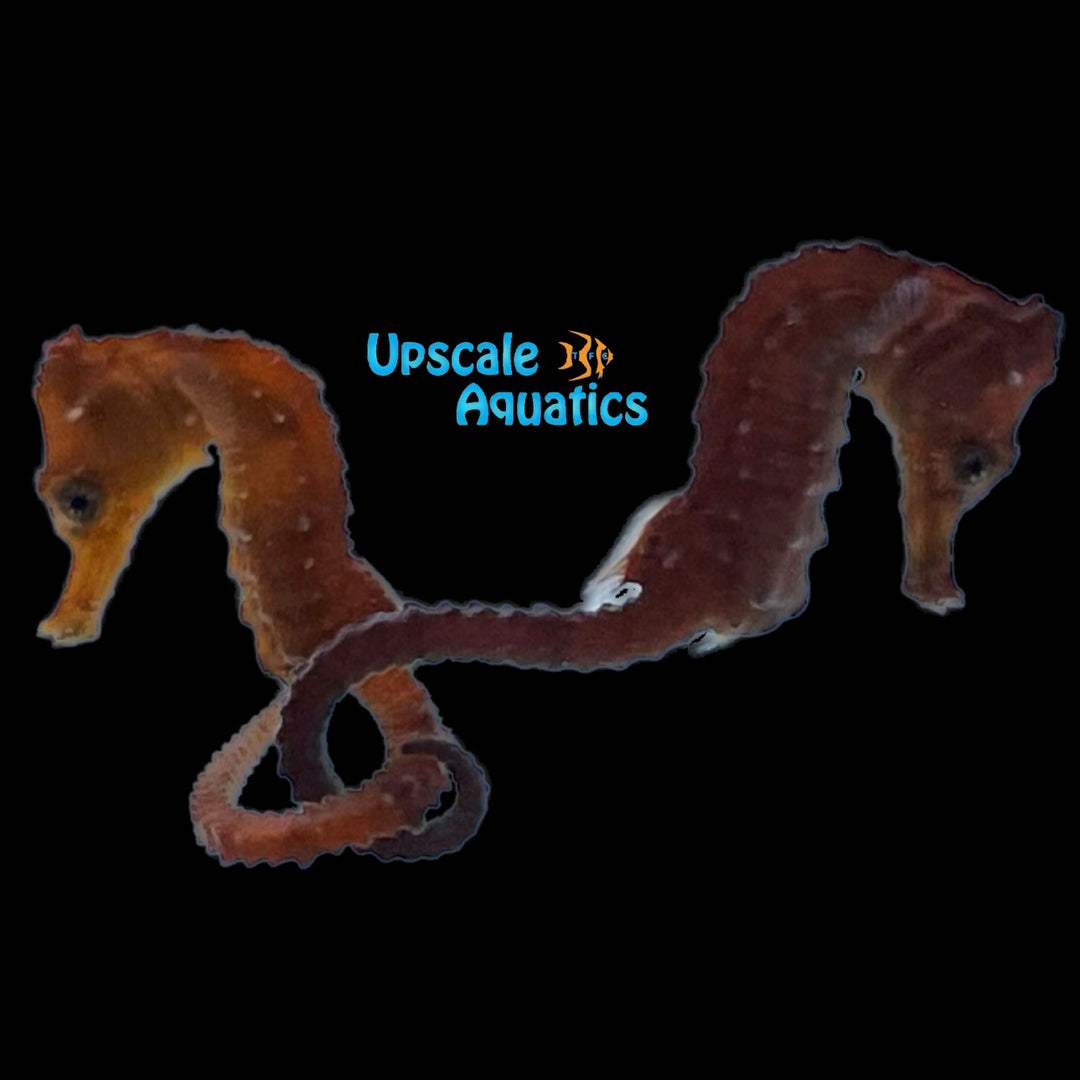 Orange Brazilian Longsnout Seahorse - Captive Bred (Hippocampus reidi)