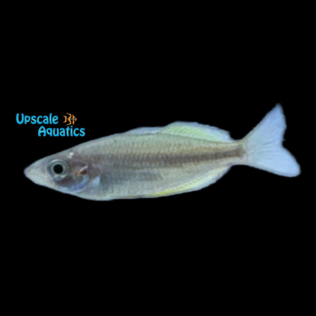 Golden Trifasciata Rainbowfish (Melanotaenia trifasciata golden)