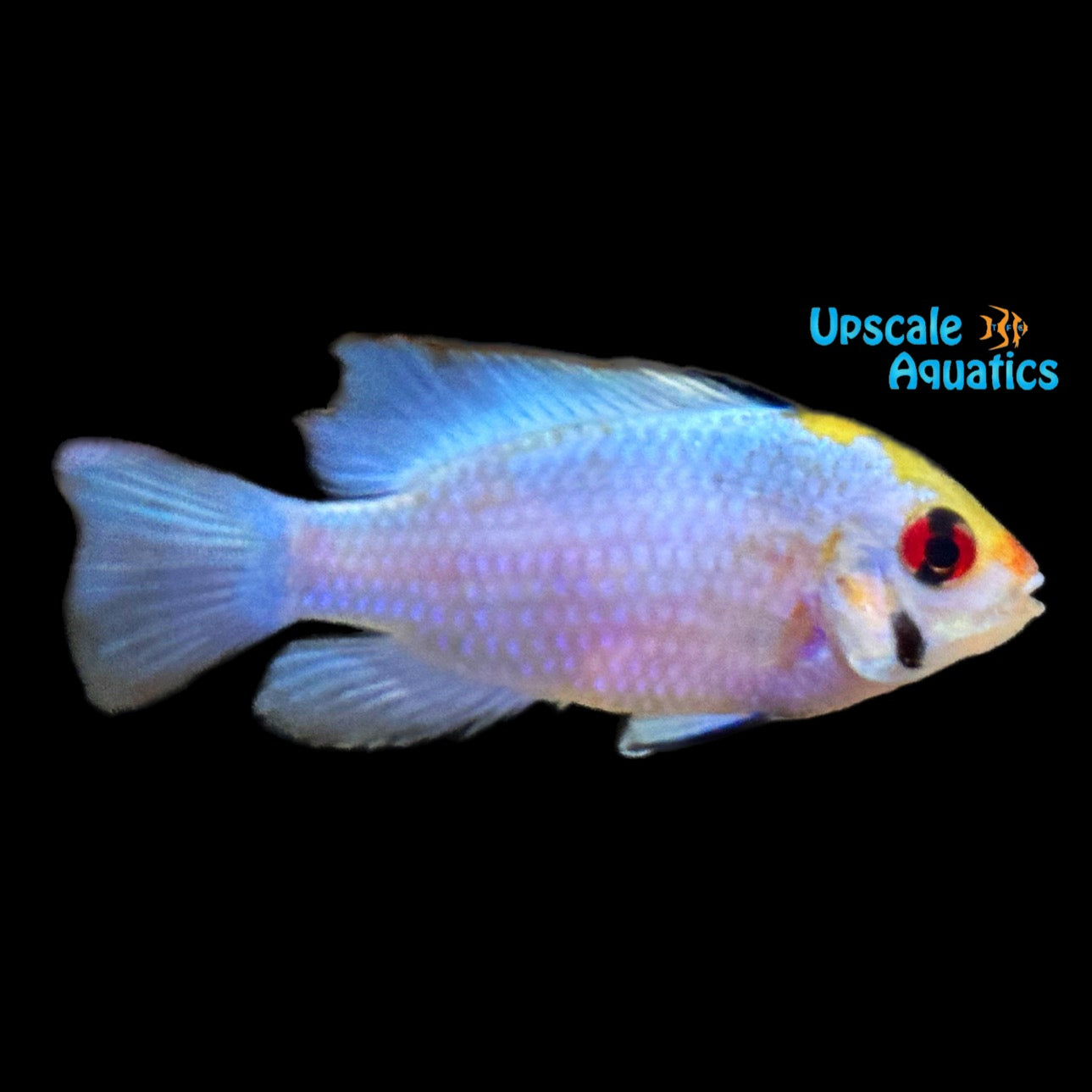 Super Neon Blue Ram (Mikrogeophagus ramirezi super neon blue) – Upscale ...