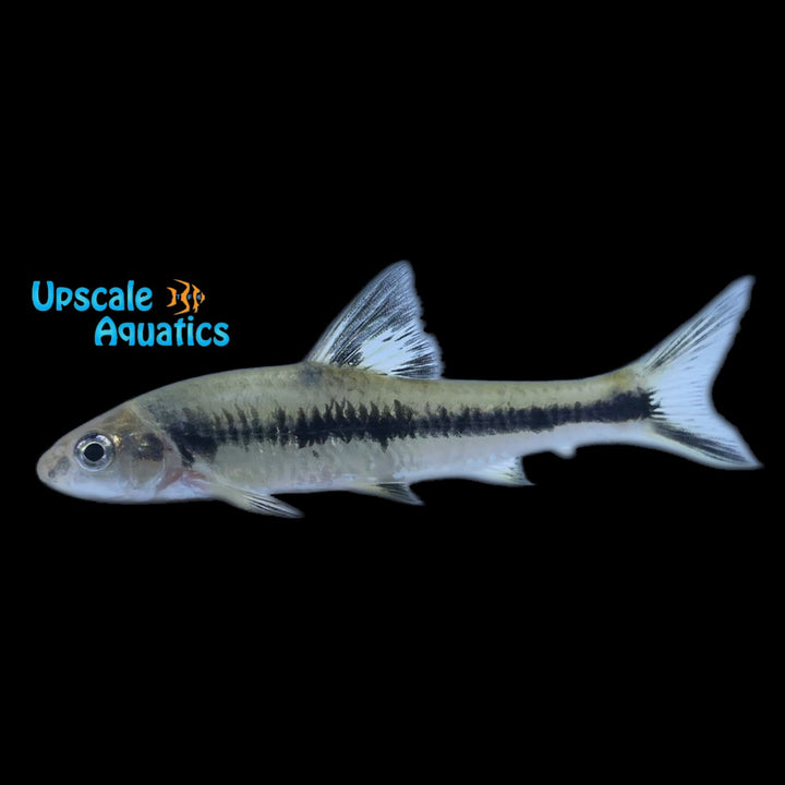 Rainbow Gudgeon (Sarcocheilichthys nigripinnis)
