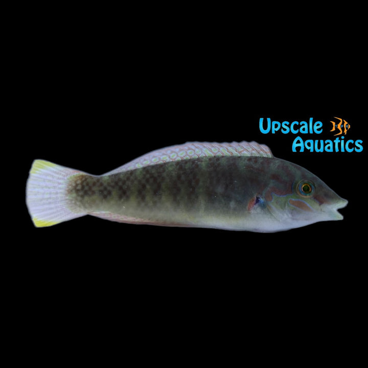 Bubblefin Wrasse (Halichoeres nigrescens)