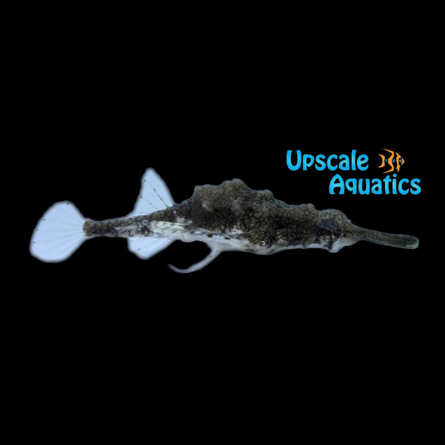 Misc. Saltwater – Upscale Aquatics