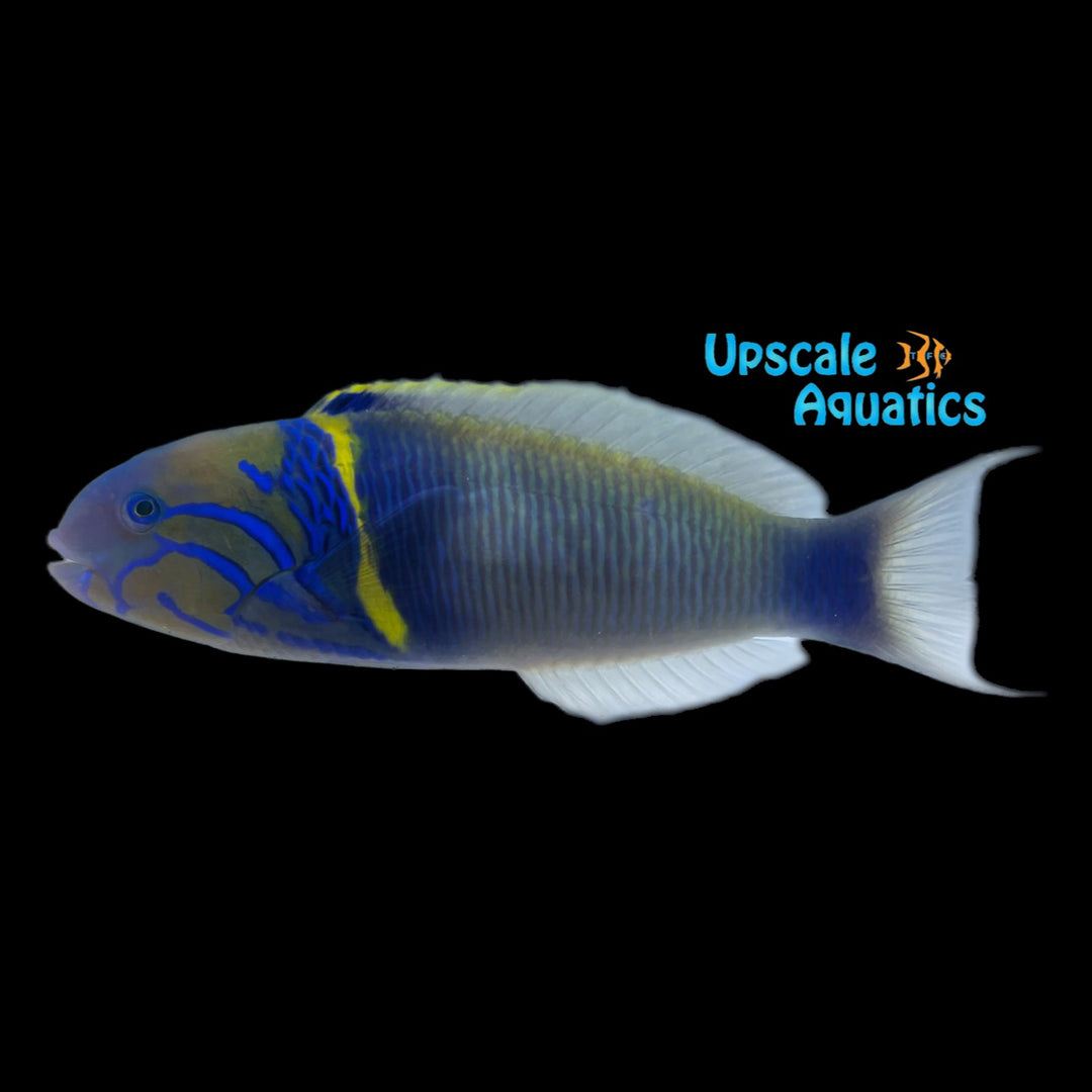 Goldbar Wrasse (Thalassoma hebraicum)