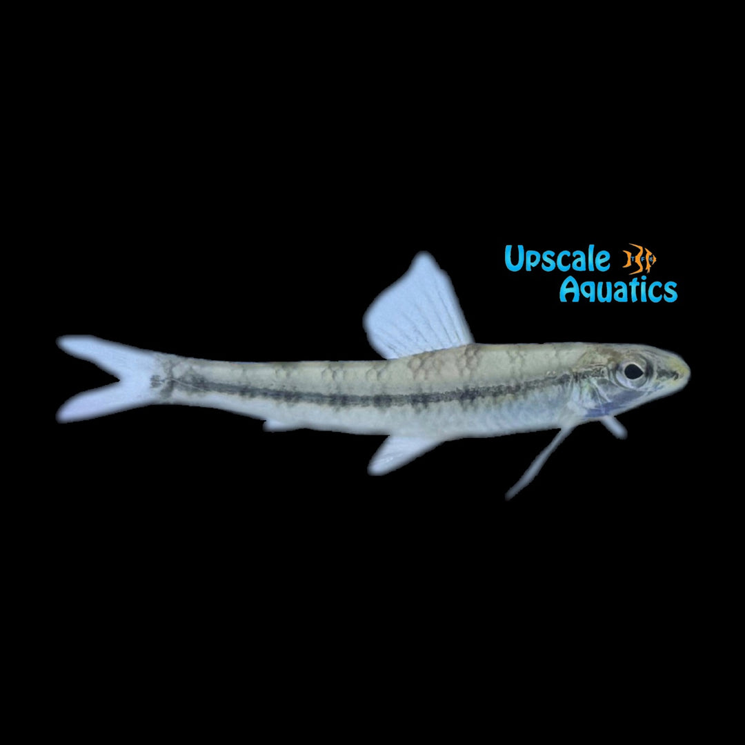 South American Darter Tetra (Characidium steindachneri)