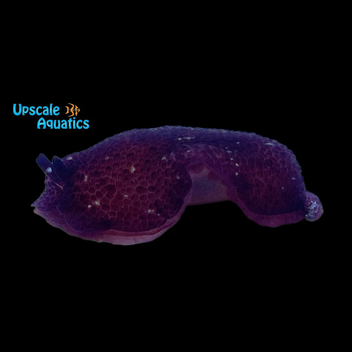 Grand Sidegill Sea Slug (Pleurobranchus grandis)