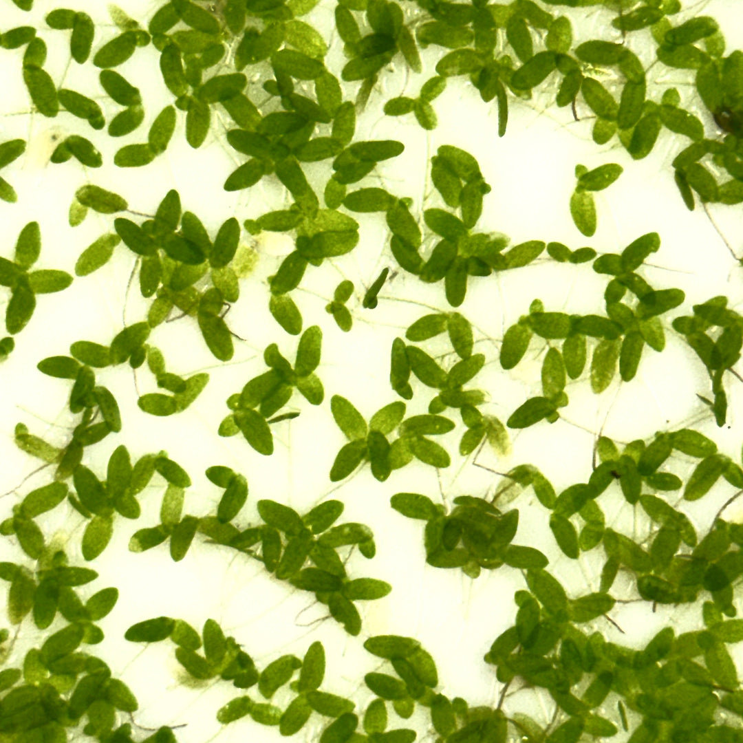 Duckweed (Lemna minor)