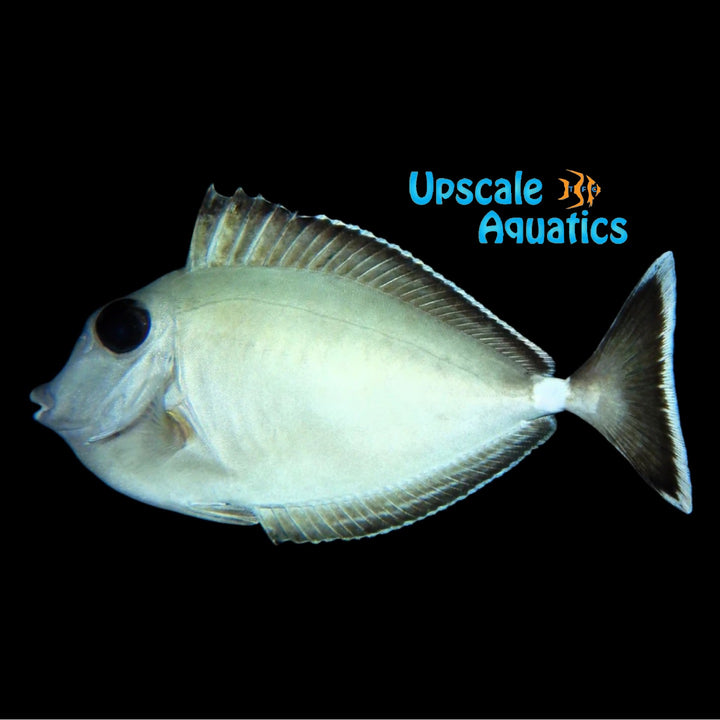 Humpback Unicorn Tang (Naso brachycentron)