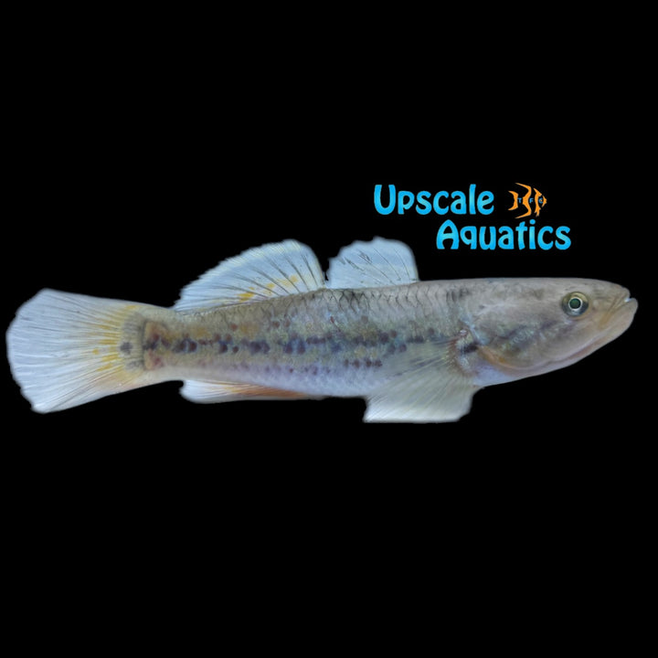 Snakehead Gudgeon (Giuris margaritacea)