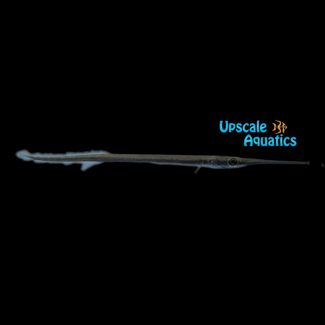 Eigenmann's Needlefish (Potamorrhaphis eigenmanni)