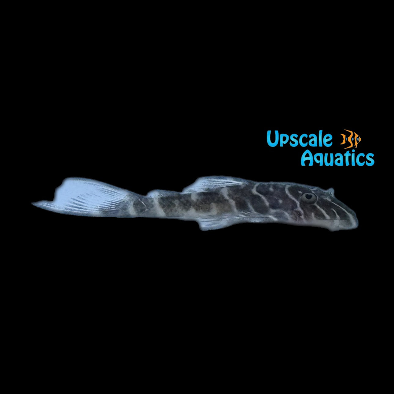 King Arabesque Pleco 'Moa Pleco' L453 (Panaqolus sp. L453) – Upscale ...