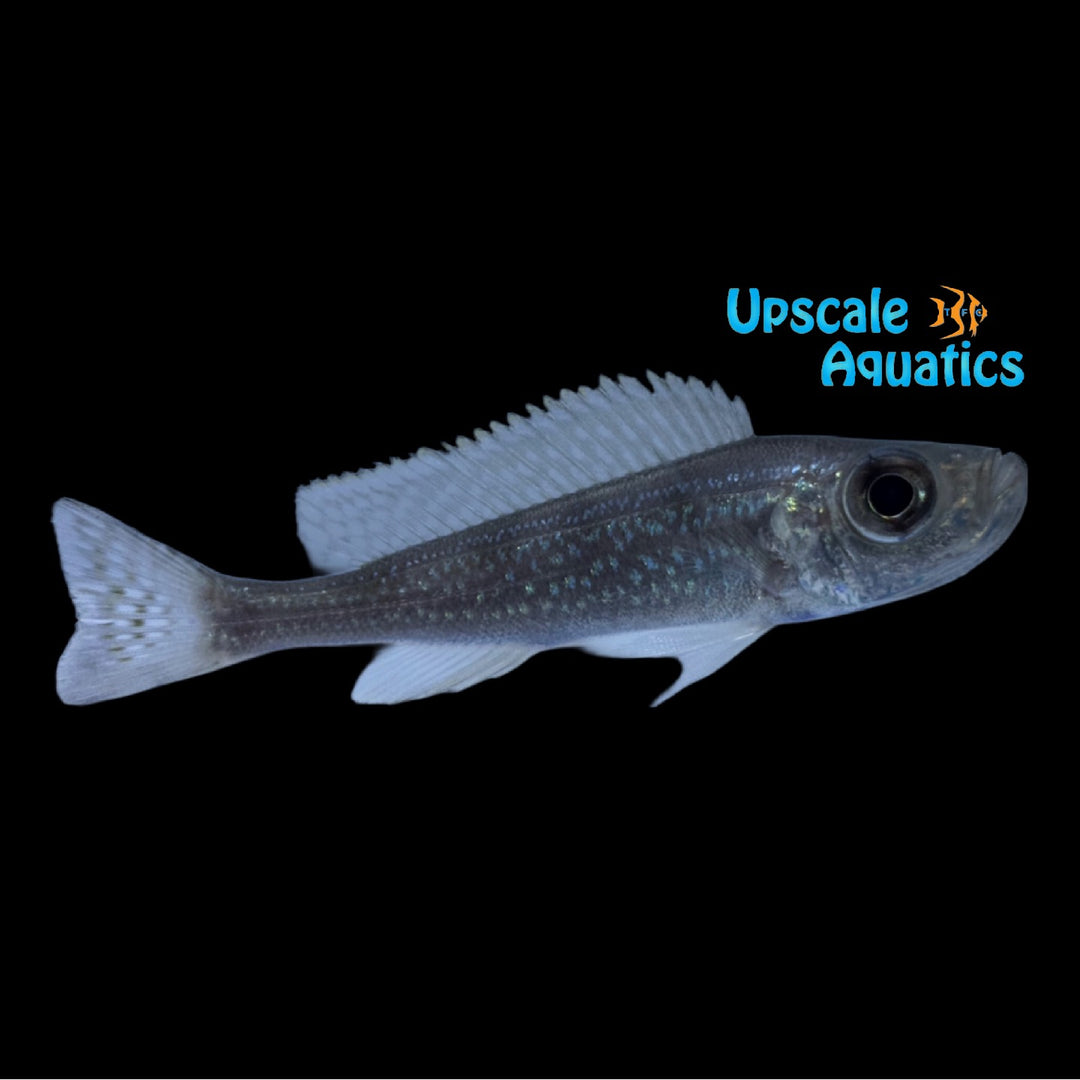 Haplotaxodon Microlepis