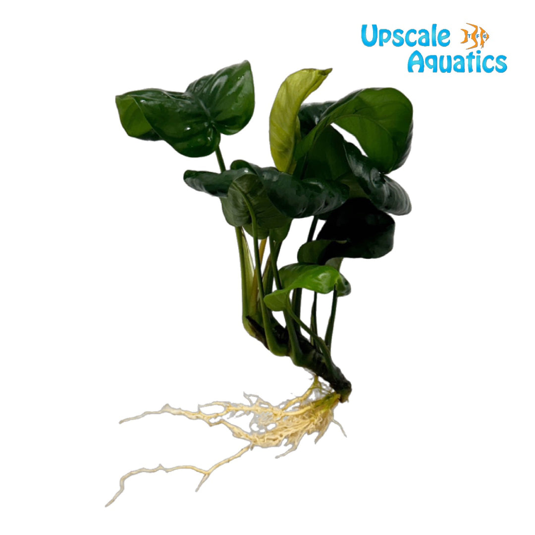 Rainforest Anubias (Anubias barteri 'Rainforest')