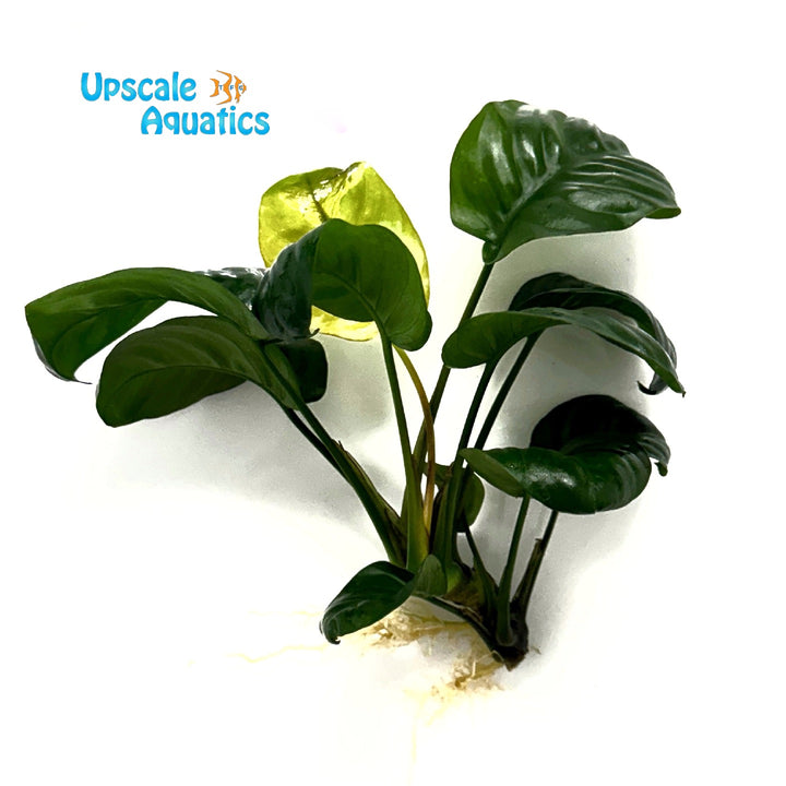 Rainforest Anubias (Anubias barteri 'Rainforest')