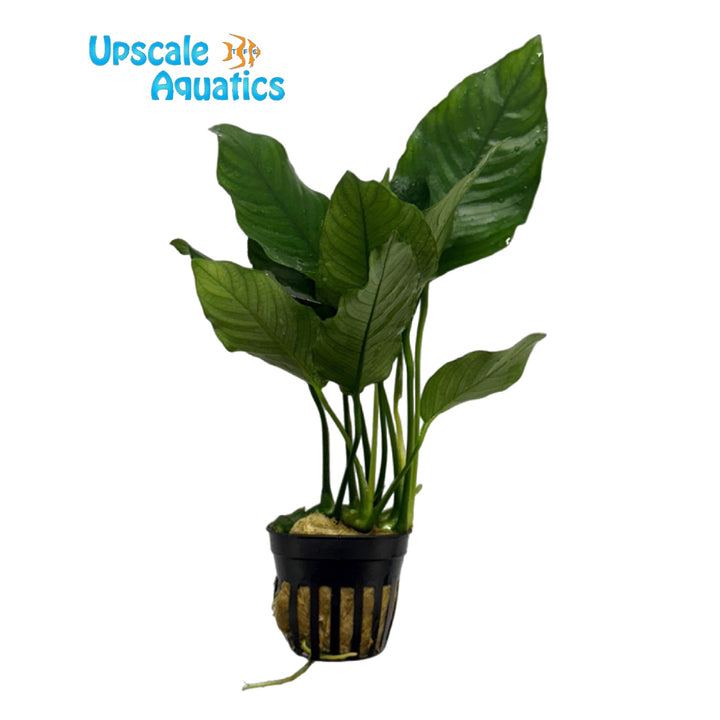 Crispus Anubias (Anubias barteri 'Crispus')
