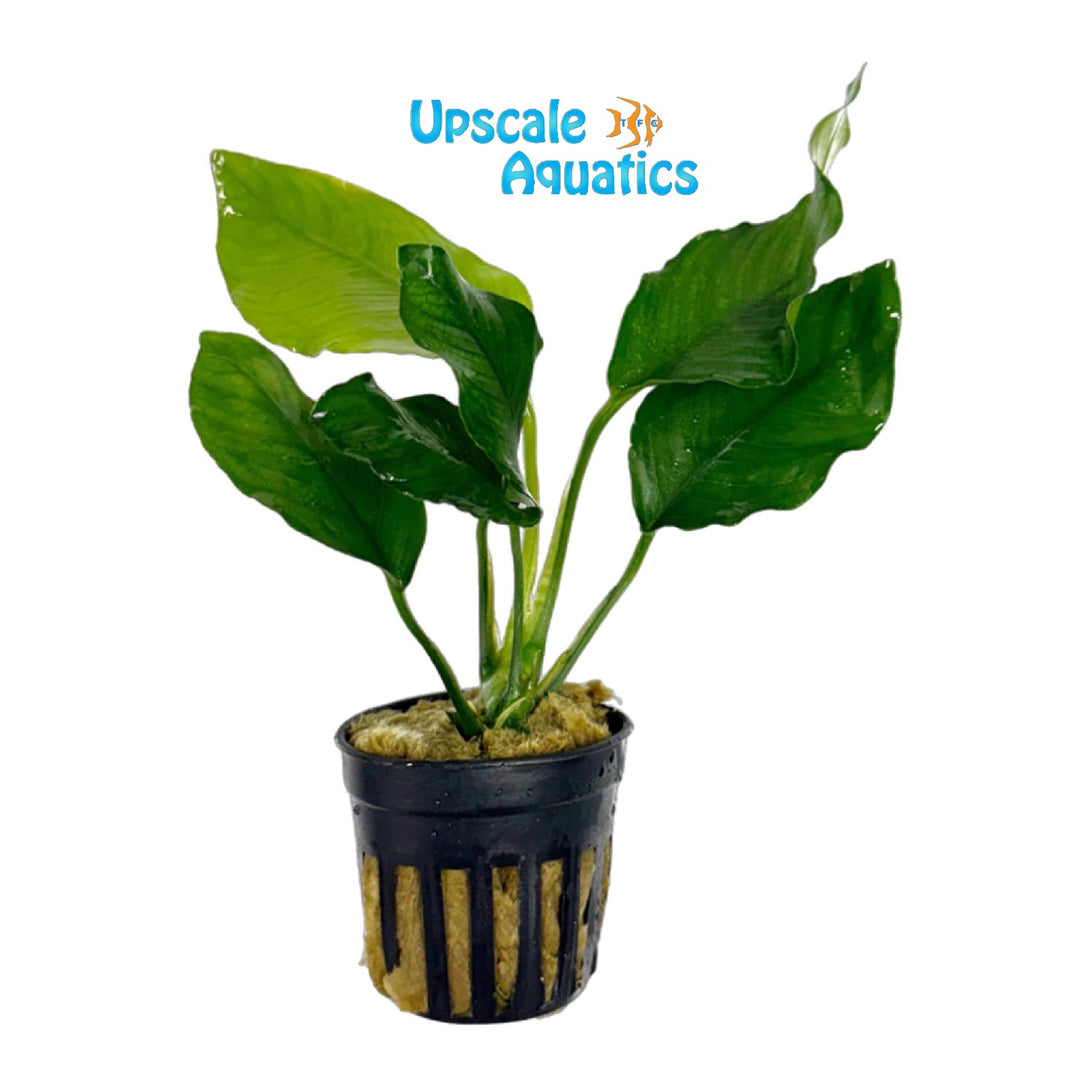 Crispus Anubias (Anubias barteri 'Crispus')