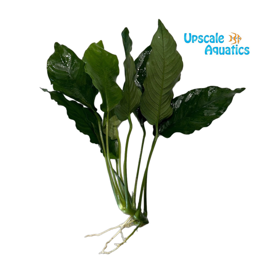 Crispus Anubias (Anubias barteri 'Crispus')