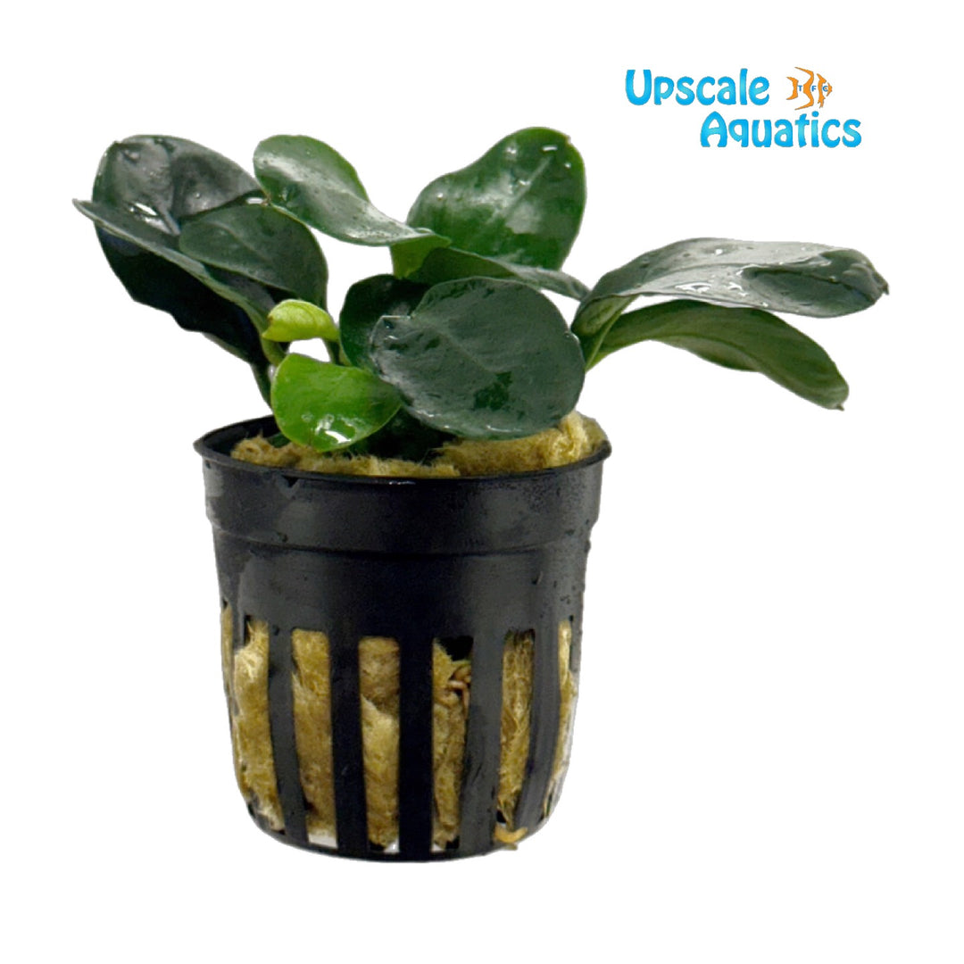 Dark Moon Anubias (Anubias barteri var. nana 'Dark Moon')