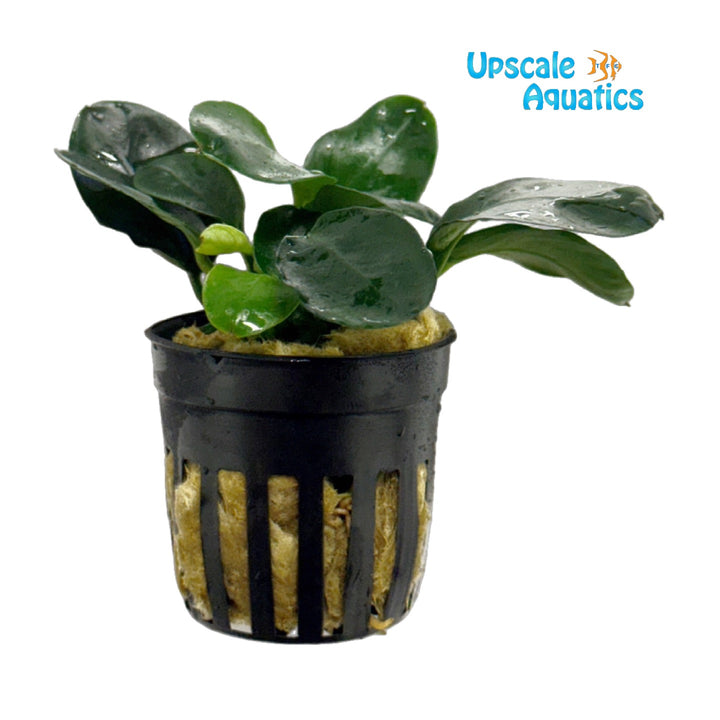 Dark Moon Anubias (Anubias barteri var. nana 'Dark Moon')