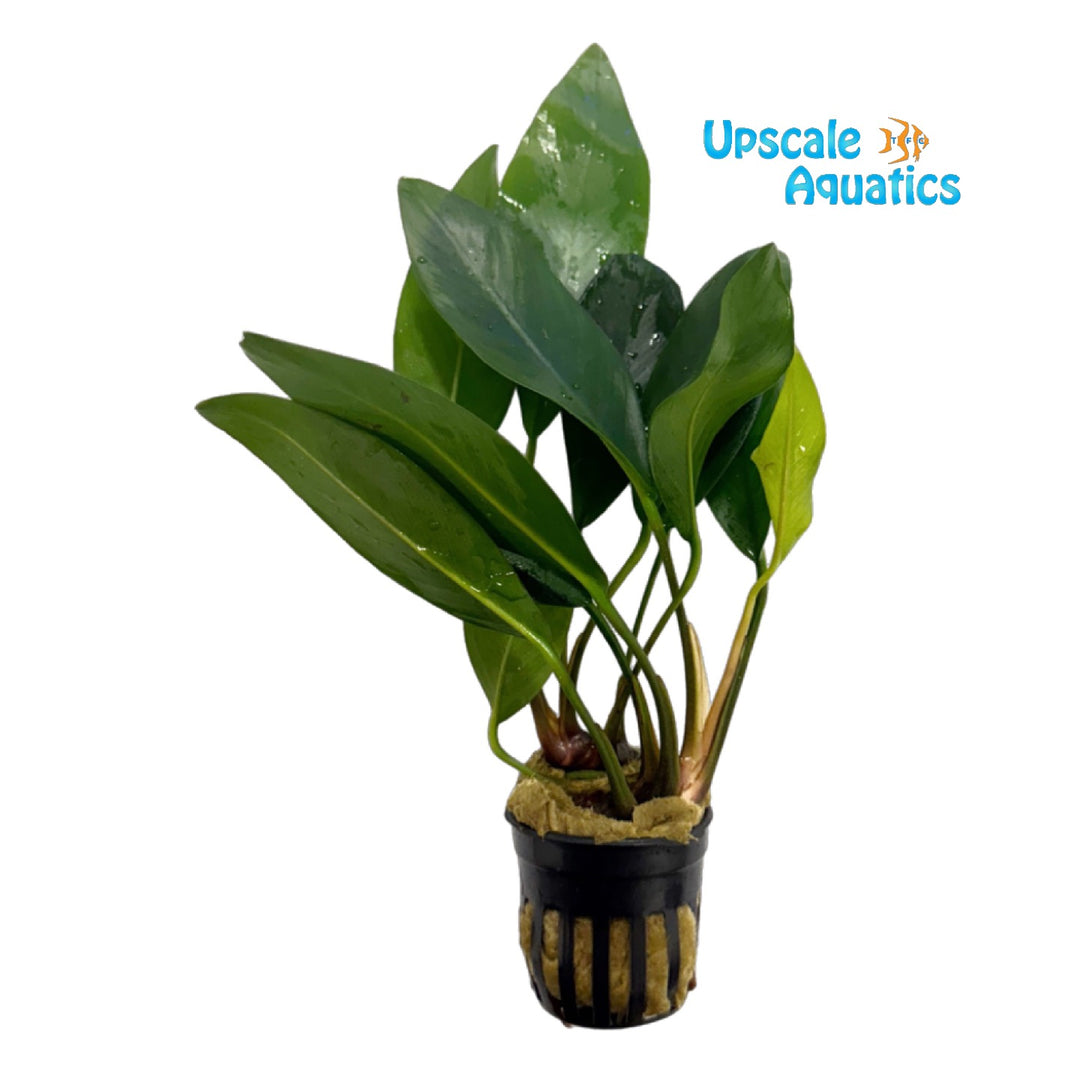 Broad Congensis Anubias (Anubias congensis broad)