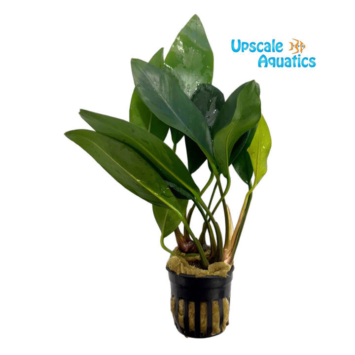 Broad Congensis Anubias (Anubias congensis broad)