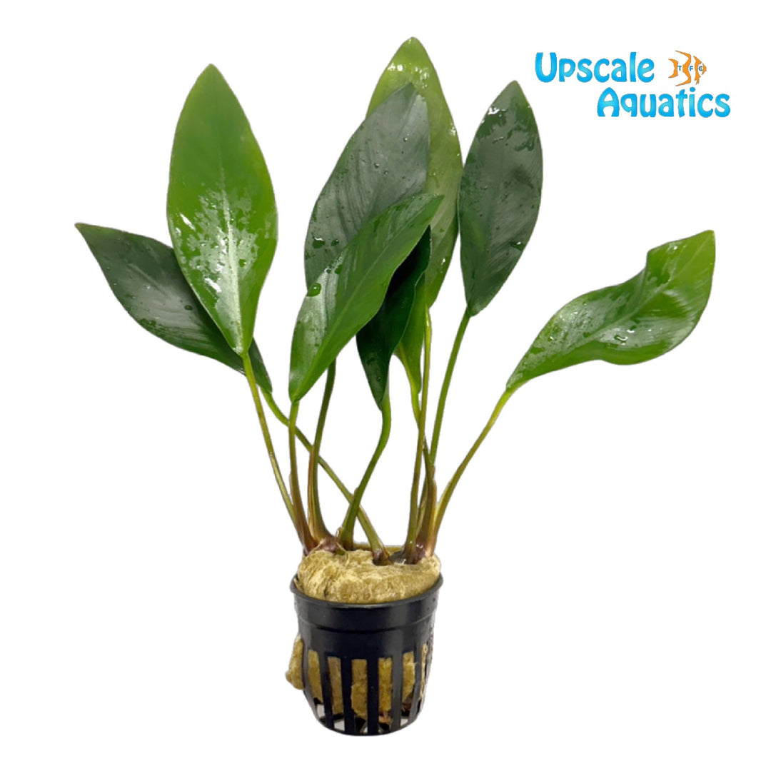 Broad Congensis Anubias (Anubias congensis broad)