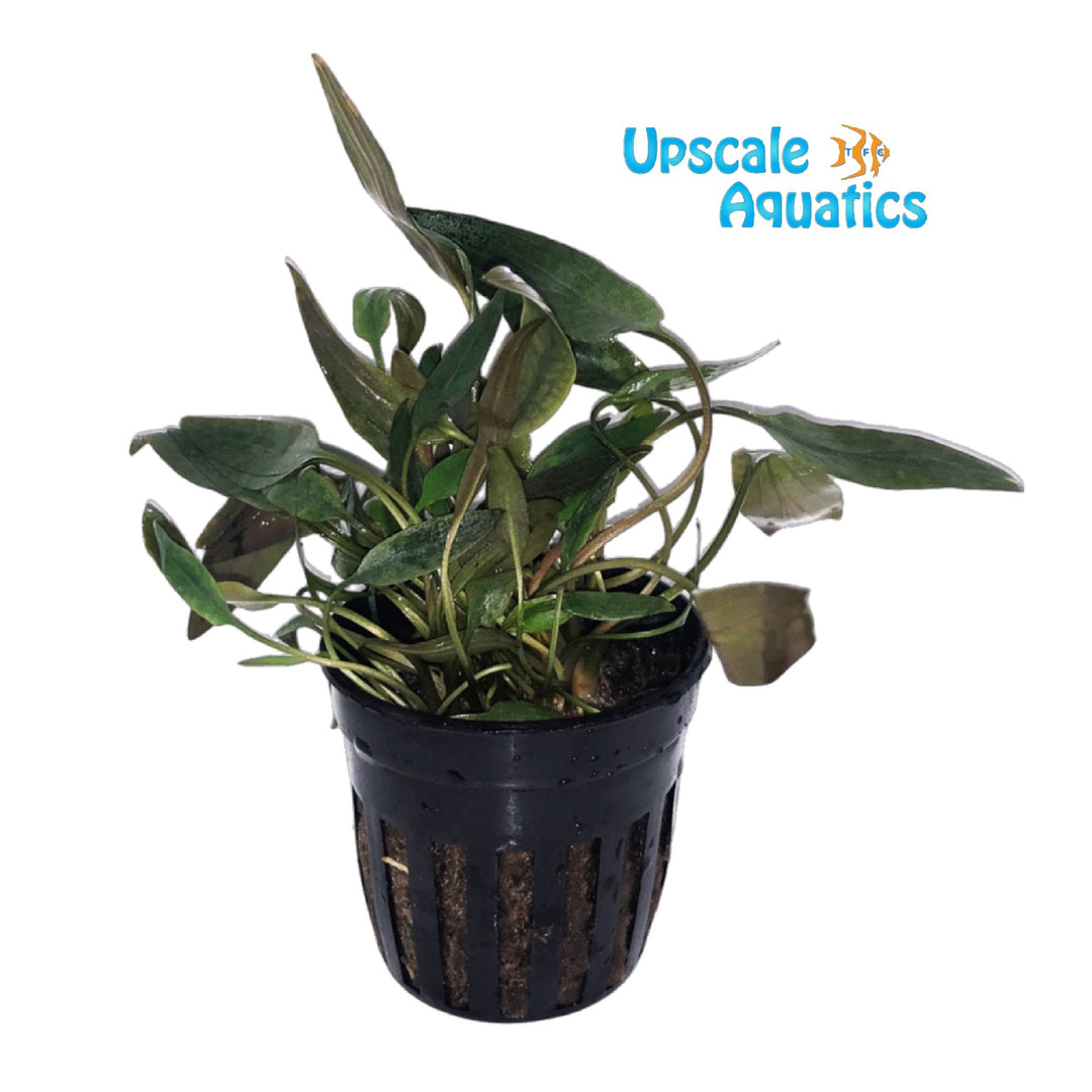 Becketii Crypt. (Cryptocoryne becketii)
