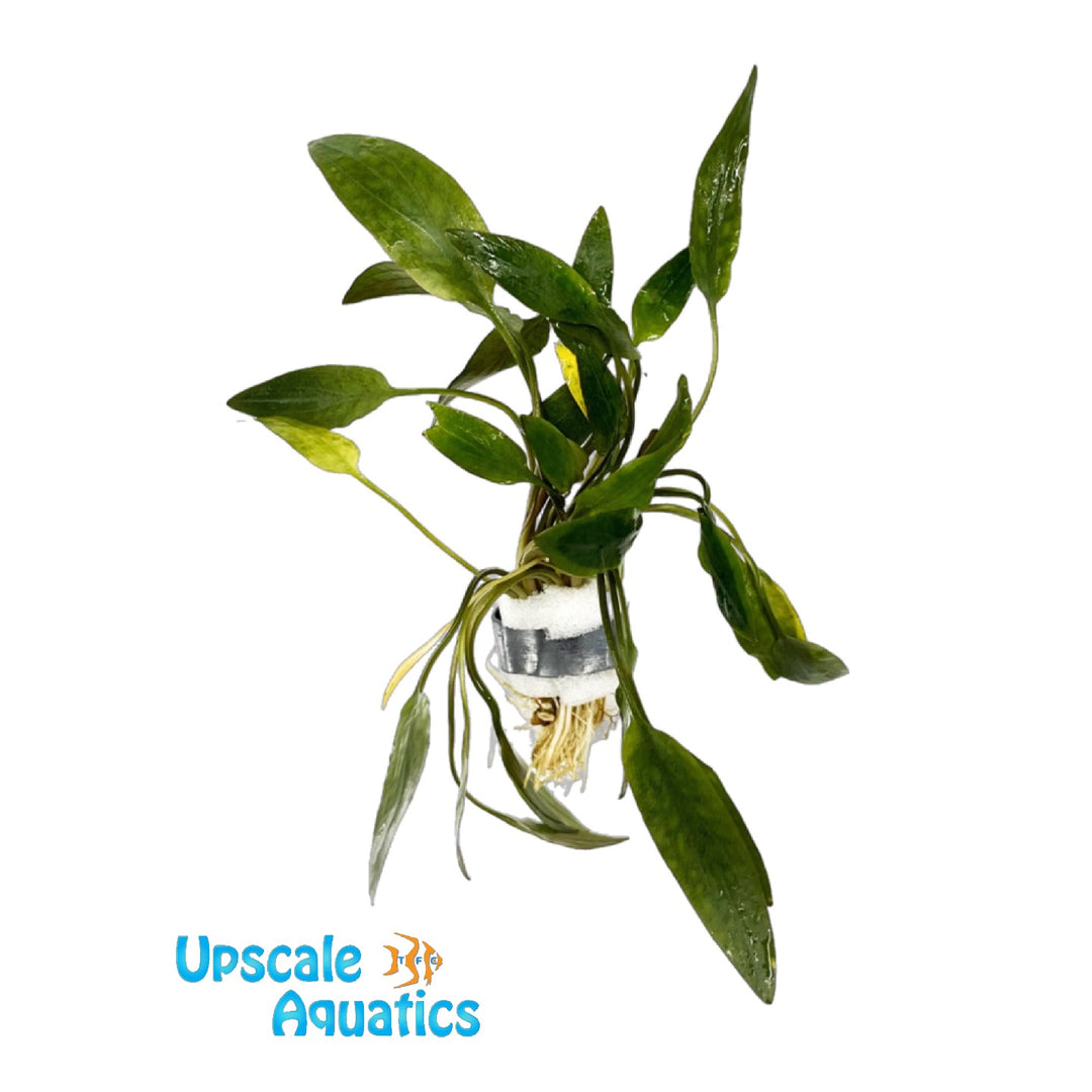 Becketii Crypt. (Cryptocoryne becketii)