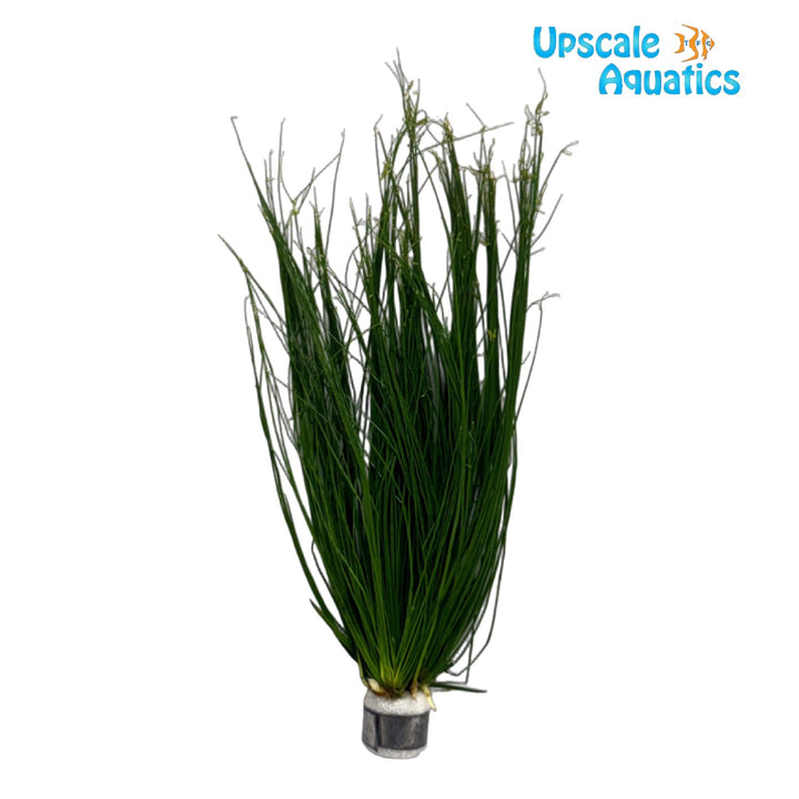 Cyperus Haspan