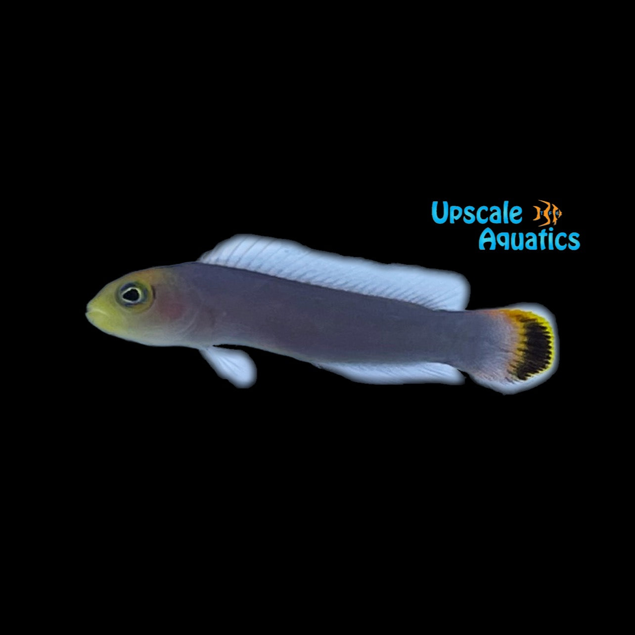 Soot-tail Dottyback (Pseudochromis fuligifinis) – Upscale Aquatics