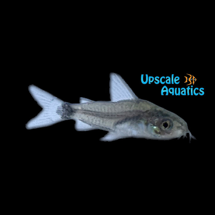 Hastatus Dwarf Cory (Corydoras hastatus)