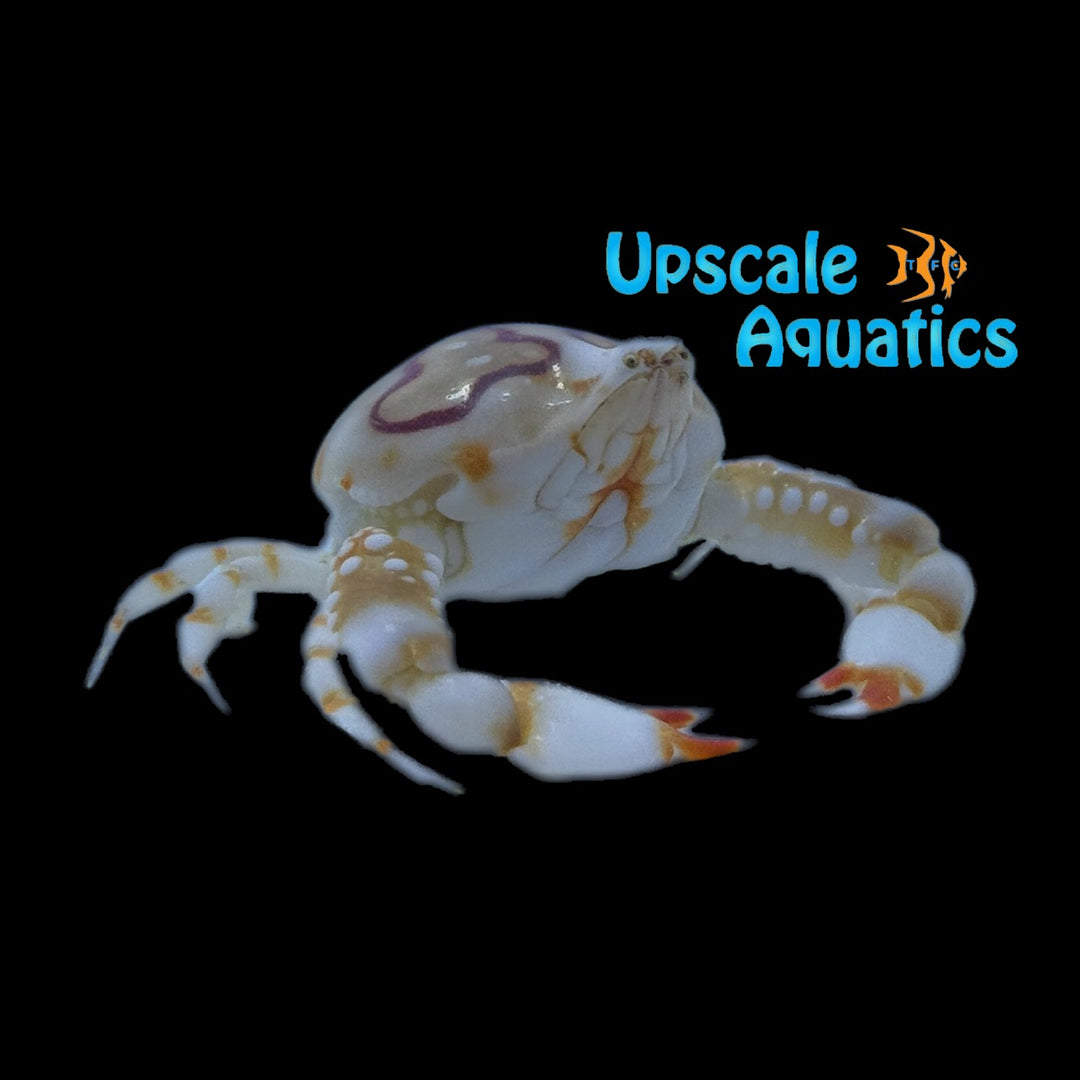 Porcelain Pebble Crab (Leucosia anatum)