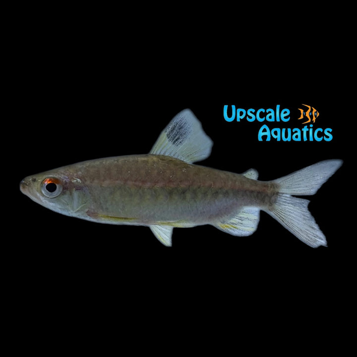 African Red Eye Tetra (Arnoldichytis spilopterus)