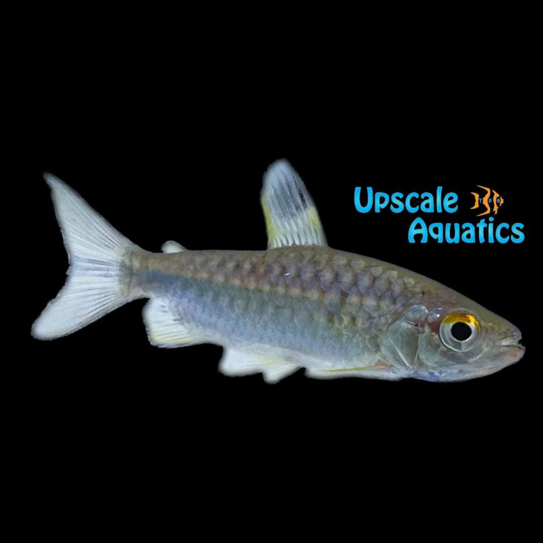 African Red Eye Tetra (Arnoldichytis spilopterus)