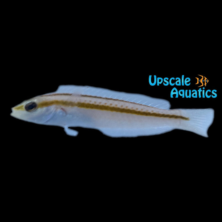 Shoulder Spot Wrasse (Leptojulis cyanopleura)