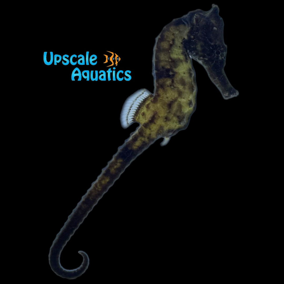 Kuda Seahorse - Captive Bred (Hippocampus kuda)