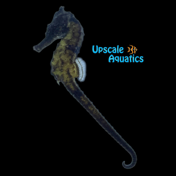 Kuda Seahorse - Captive Bred (Hippocampus kuda)