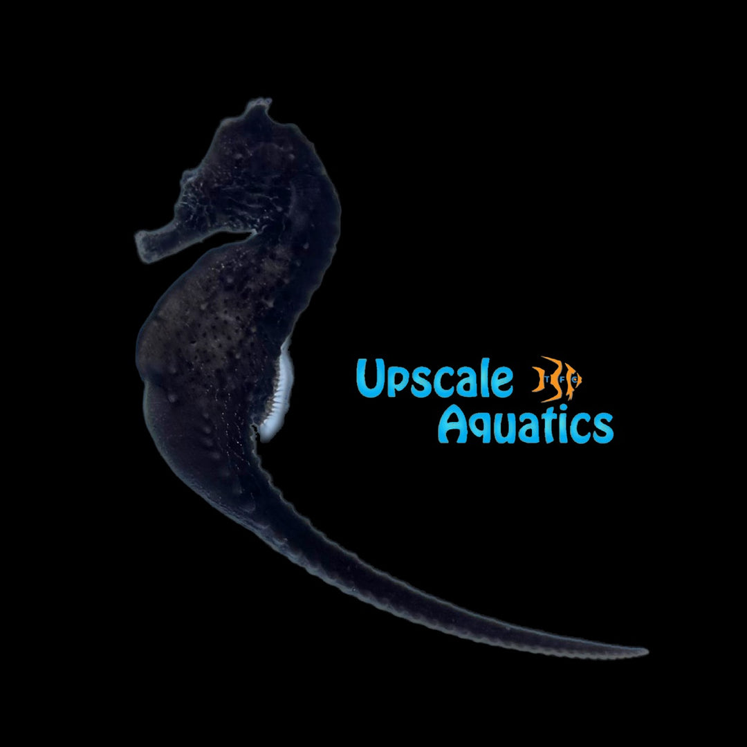 Kuda Seahorse - Captive Bred (Hippocampus kuda)