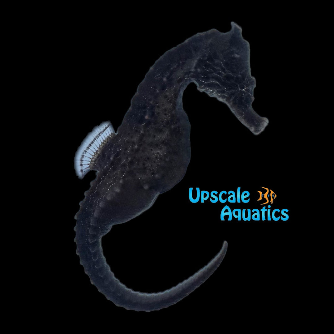 Kuda Seahorse - Captive Bred (Hippocampus kuda)