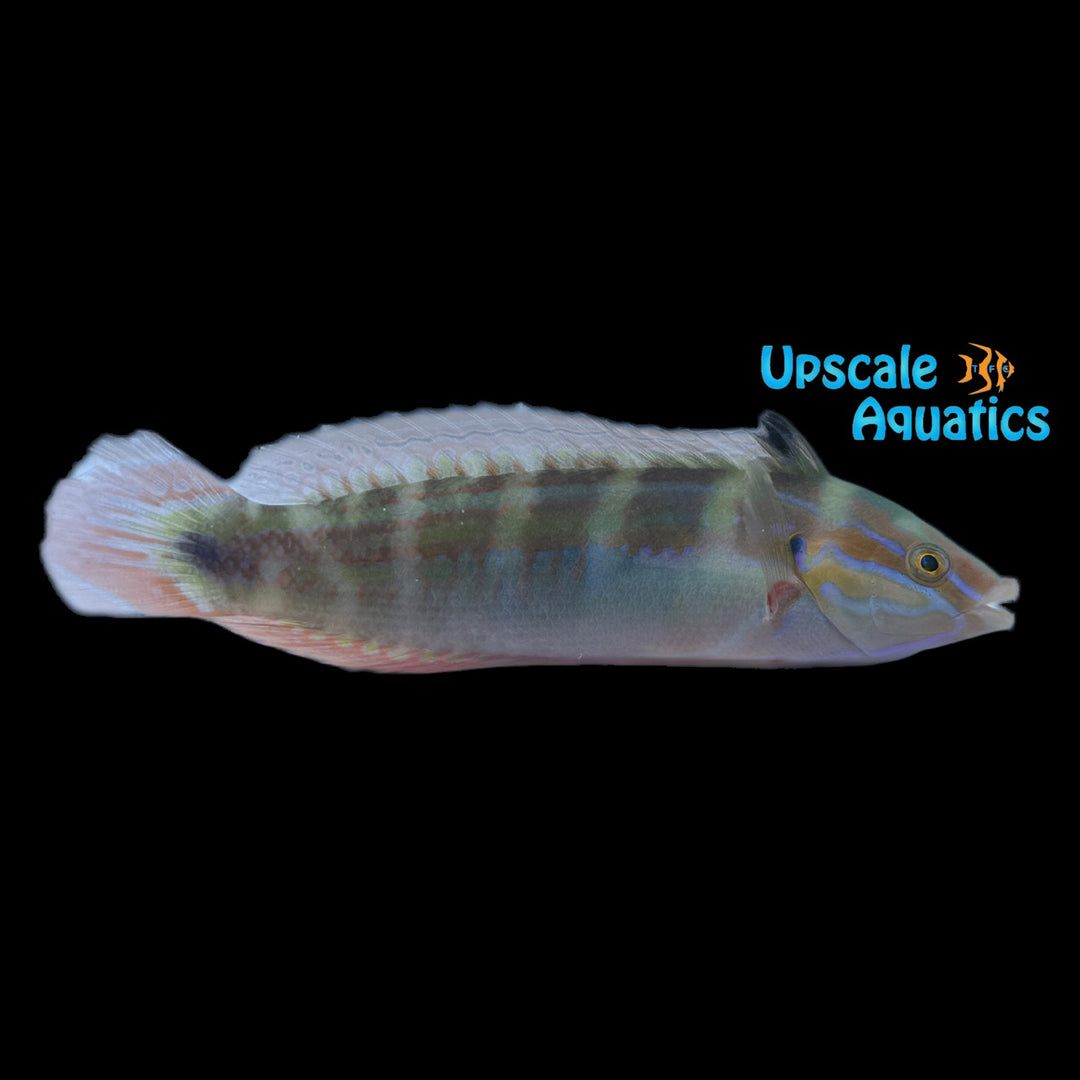 Spot Tail Coris Wrasse (Coris caudimacula)