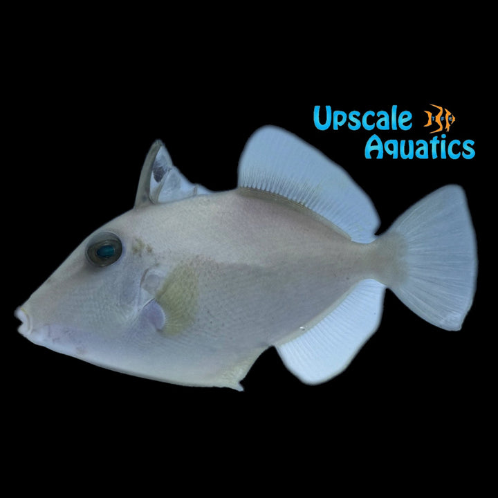 Masked Triggerfish (Sufflamen fraenatum)