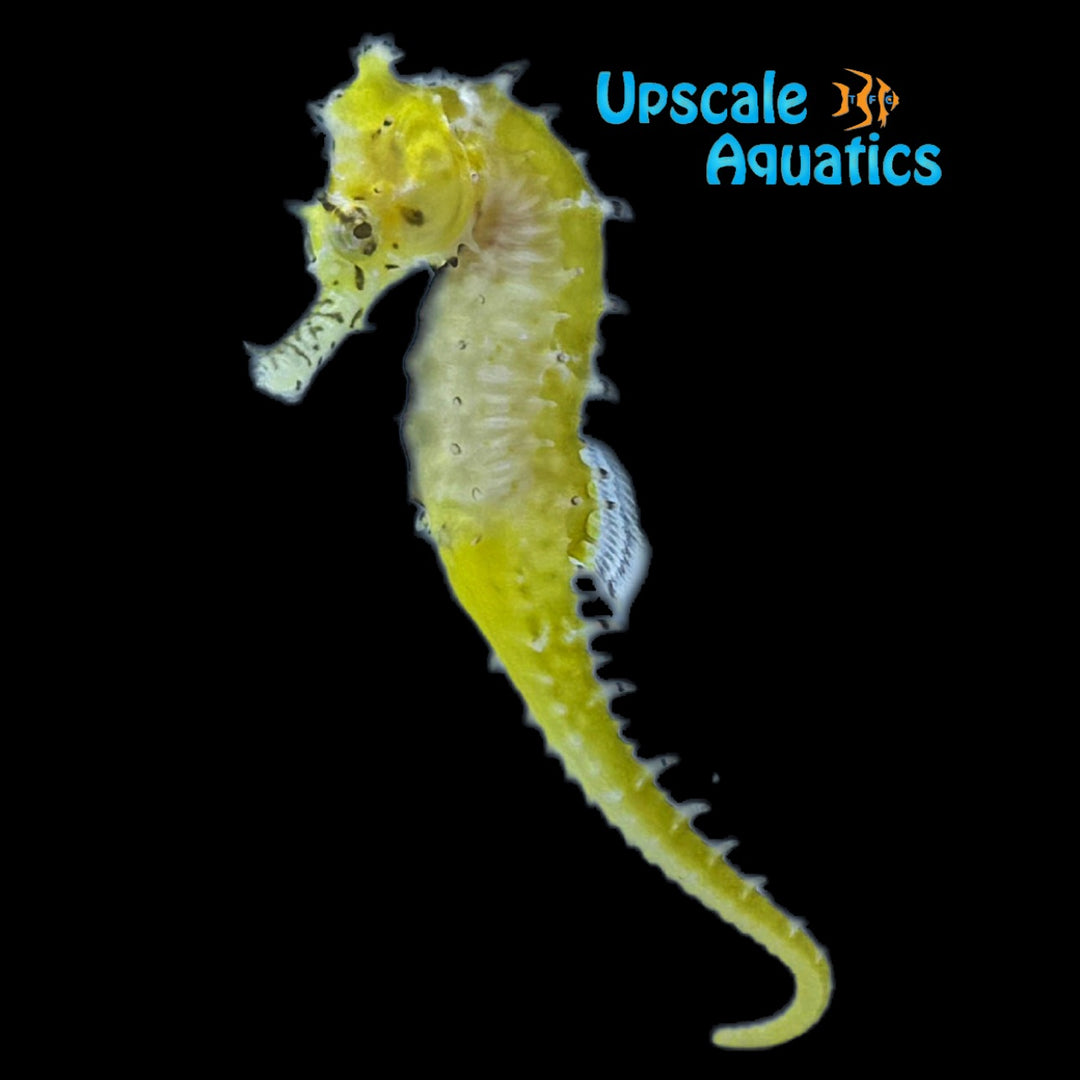 Australian Zebra Snout Barbouri Seahorse - Captive Bred (Hippocampus barbouri)