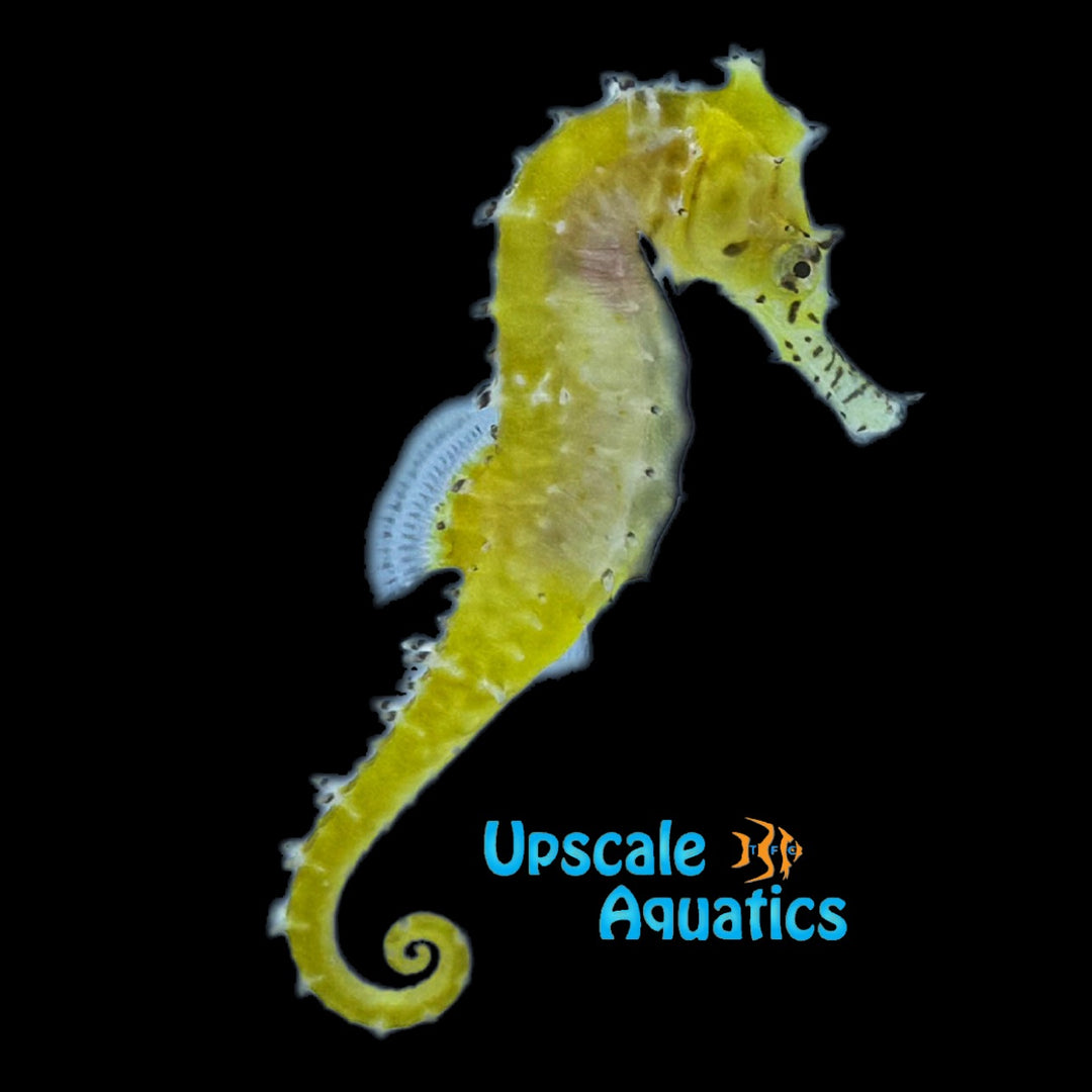 Australian Zebra Snout Barbouri Seahorse - Captive Bred (Hippocampus barbouri)