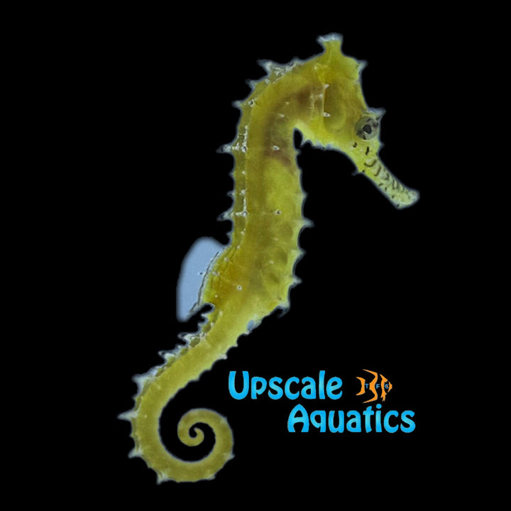 Australian Zebra Snout Barbouri Seahorse - Captive Bred (Hippocampus barbouri)